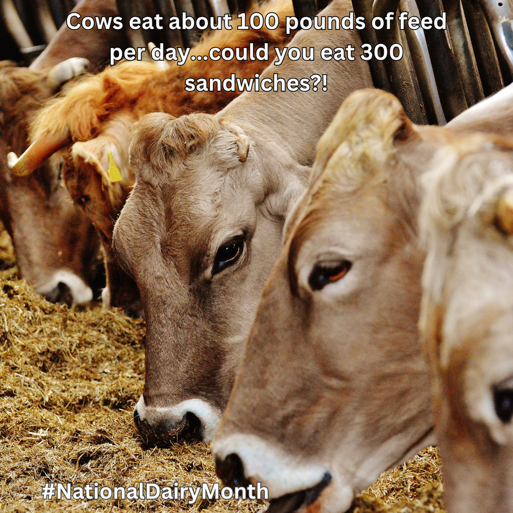 Tan cows eat grain. 