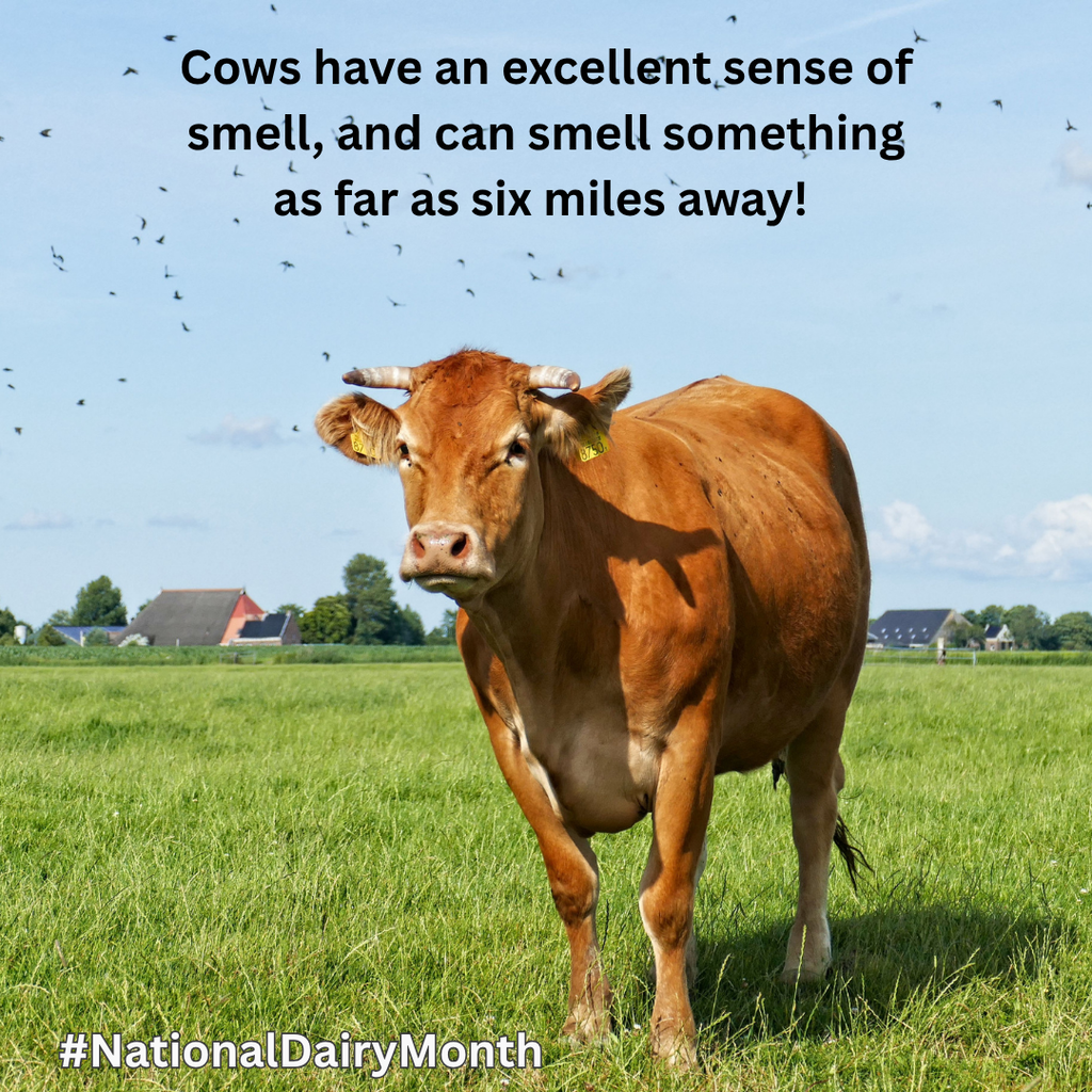 a brown cow in a field.