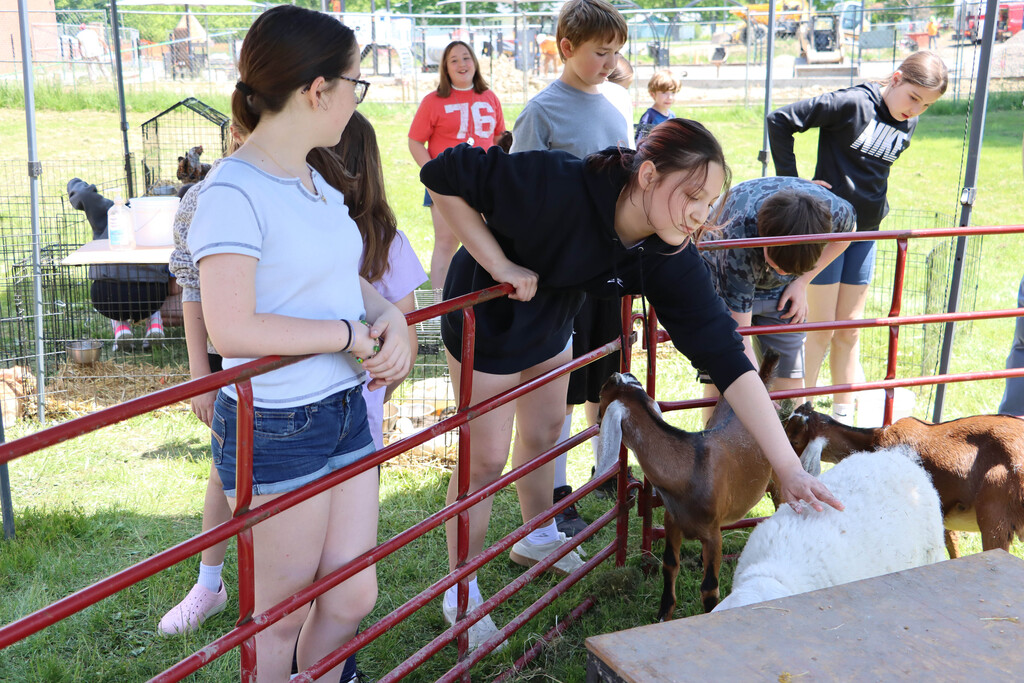 Students pet goats and a sheep. 