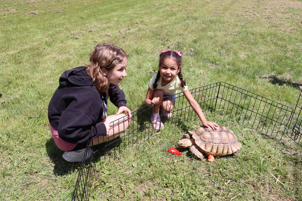 Students pet a large tortoise that is eating a pepper. 