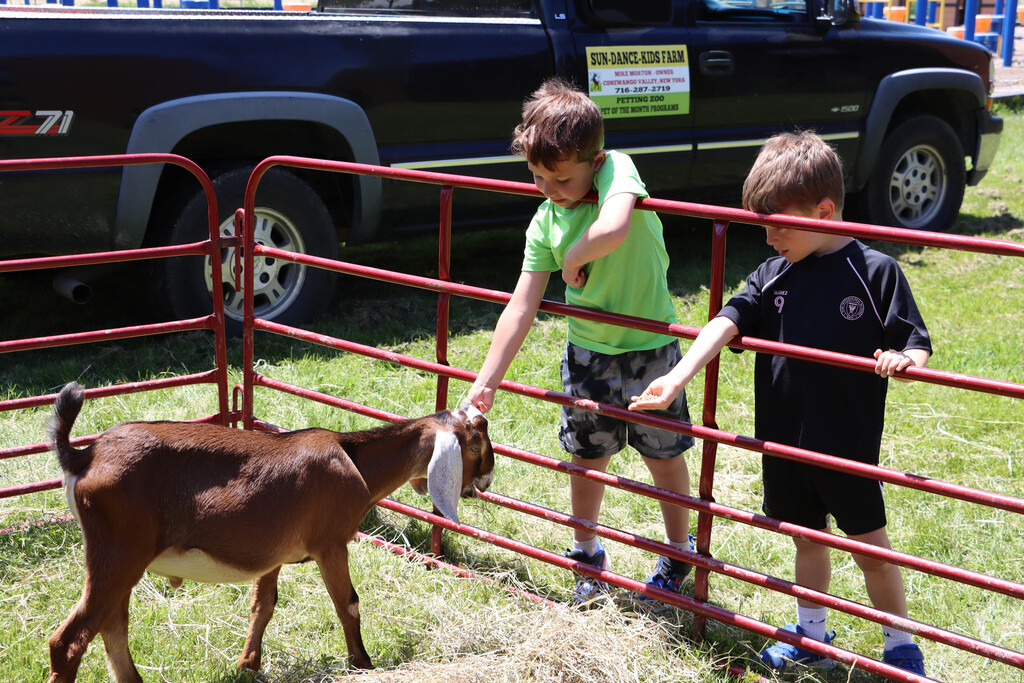 Students feed a goat. 