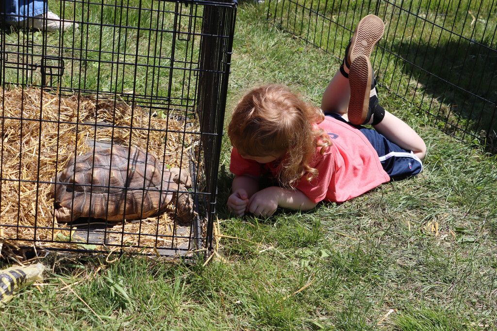 A student gets on the ground near a large tortoise. 