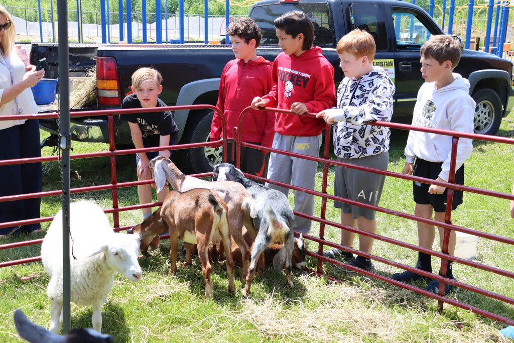 Students pet goats and a sheep. 