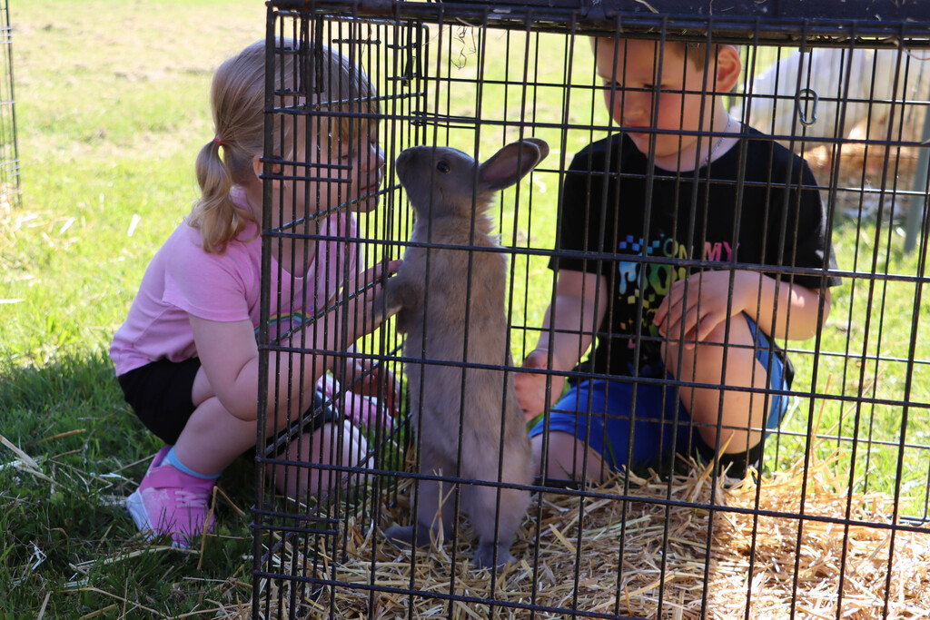 Students pet a bunny. 