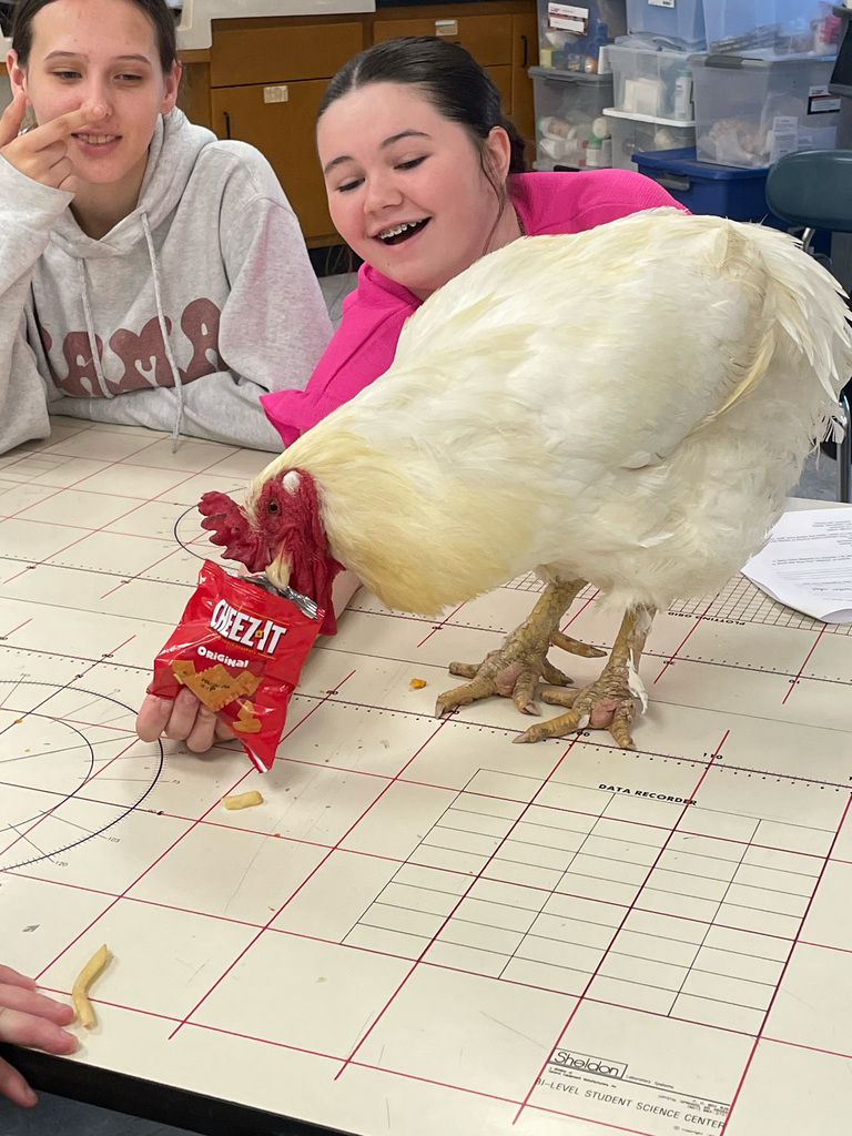 Students are watching a chicken eat snacks. 