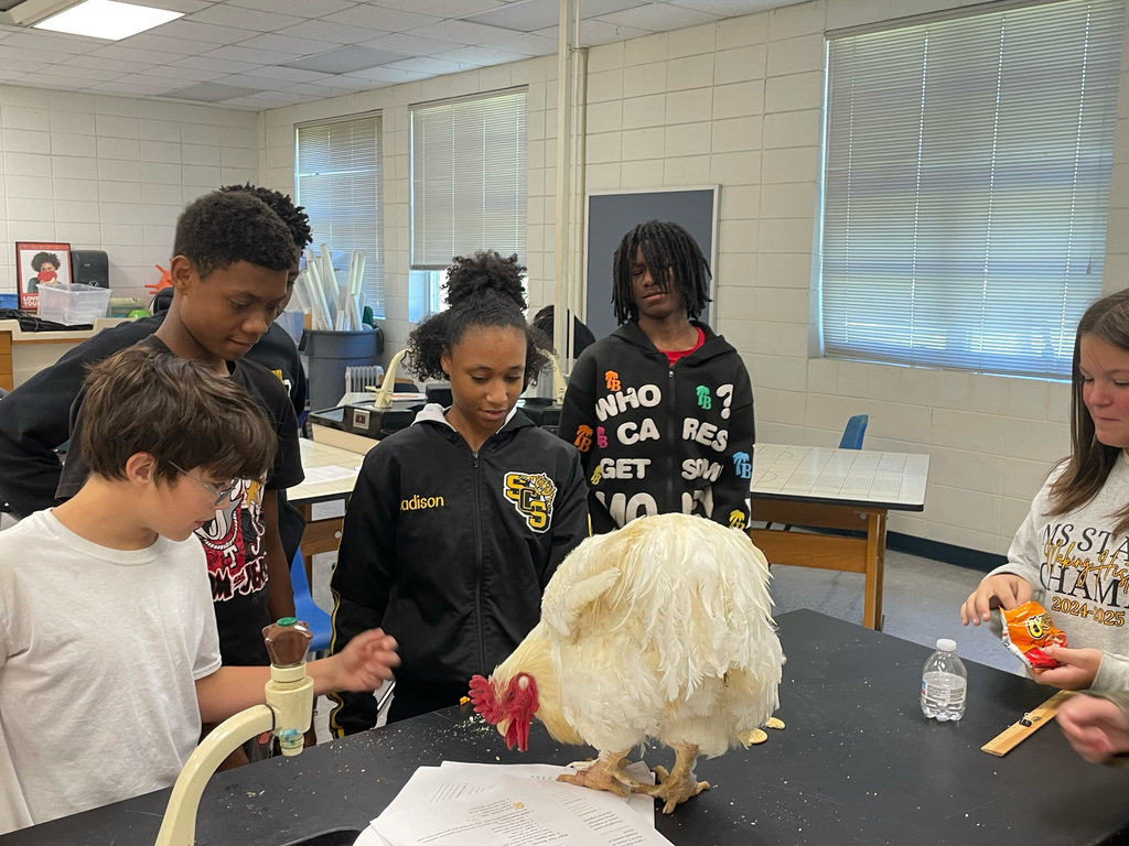 Students looking at a chicken standing on a desk.