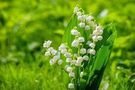 lily of the valley