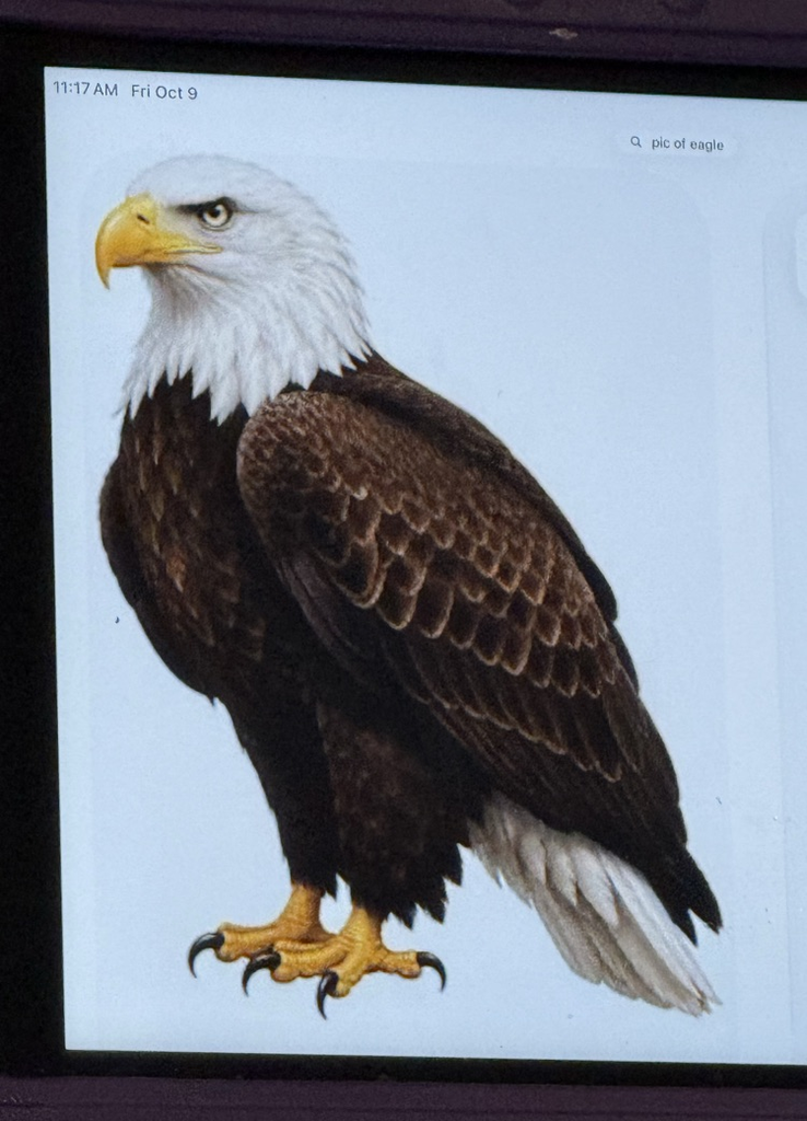 PK Eagle celebrations for SOARing!