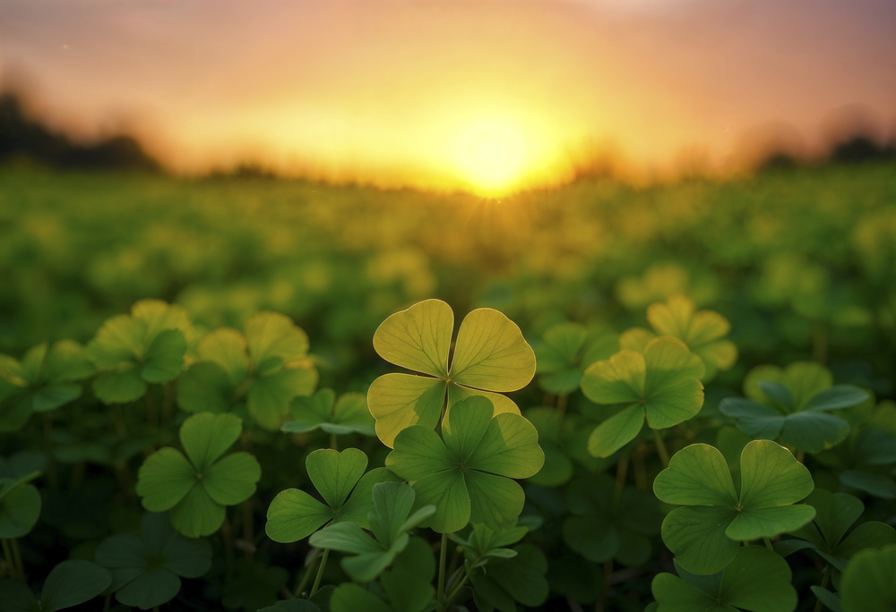 Field of four leaf clovers.