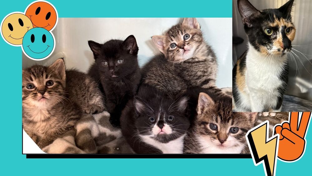 Kitten's Names at CTE