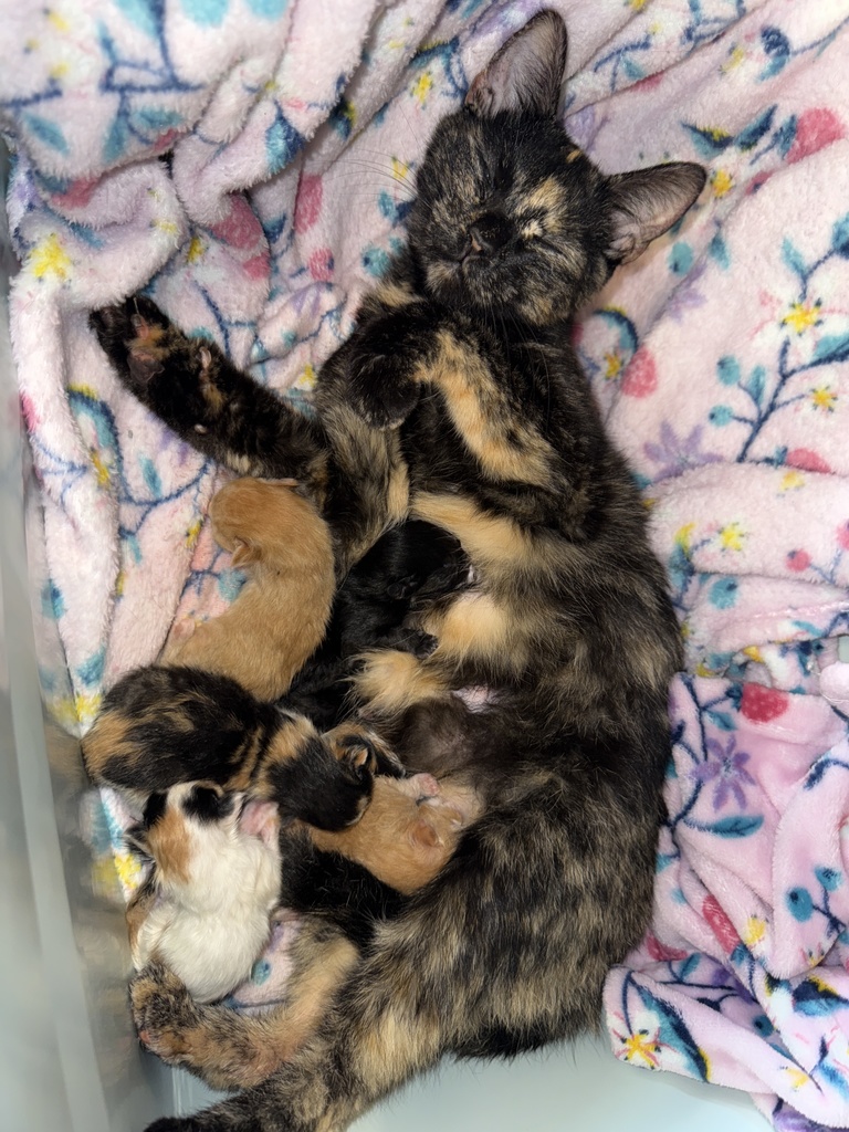 Mama Kitty