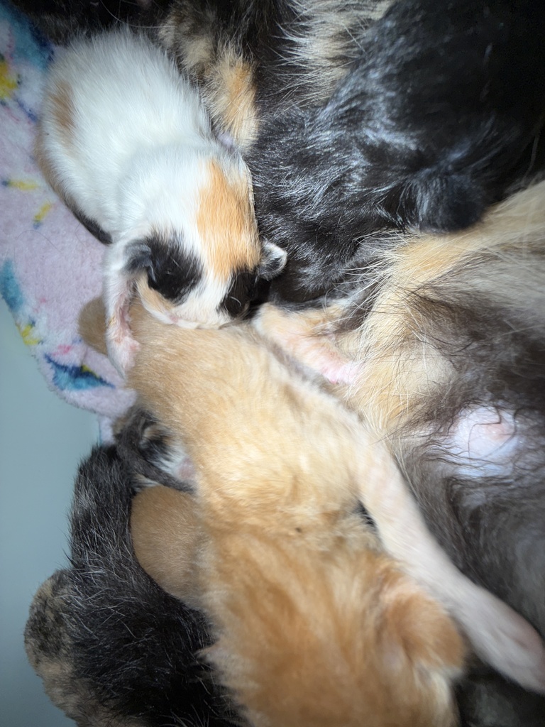 Mama Kitty