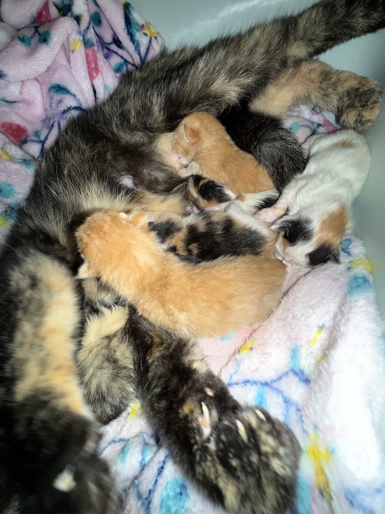 Mama Kitty