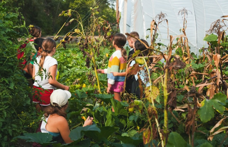 IronFox farm harvest 