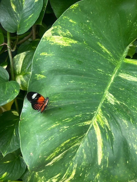 Butterfly