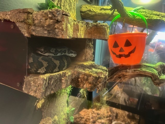 Snake