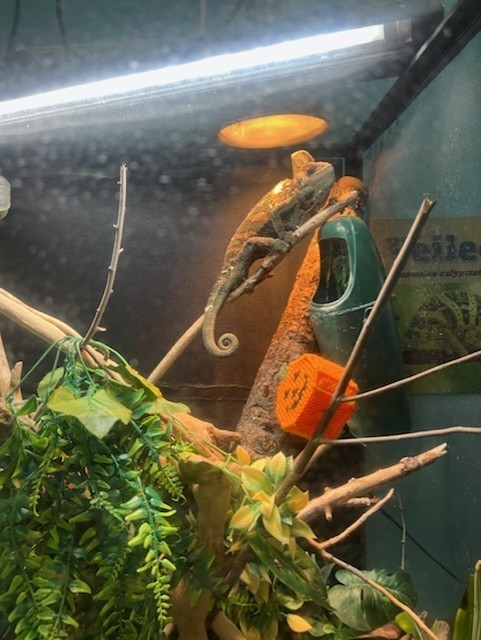 Lizard