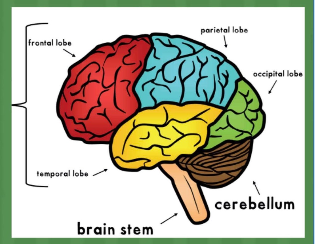 brain diagram