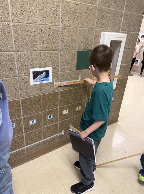 student using a ruler to determine the size of an animal