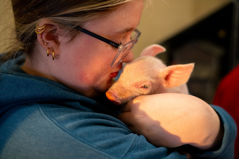 Student giving snuggle to a piglet