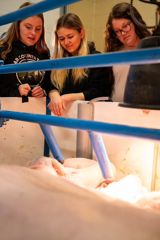 Students observing the piglets