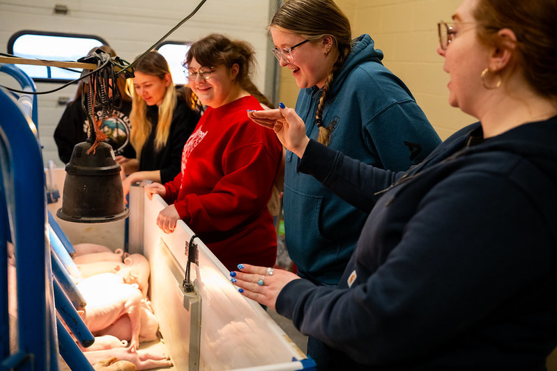 Students learning about the piglets