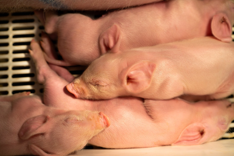 Baby piglets sleeping