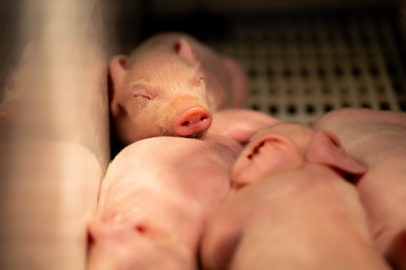 Baby piglets sleeping