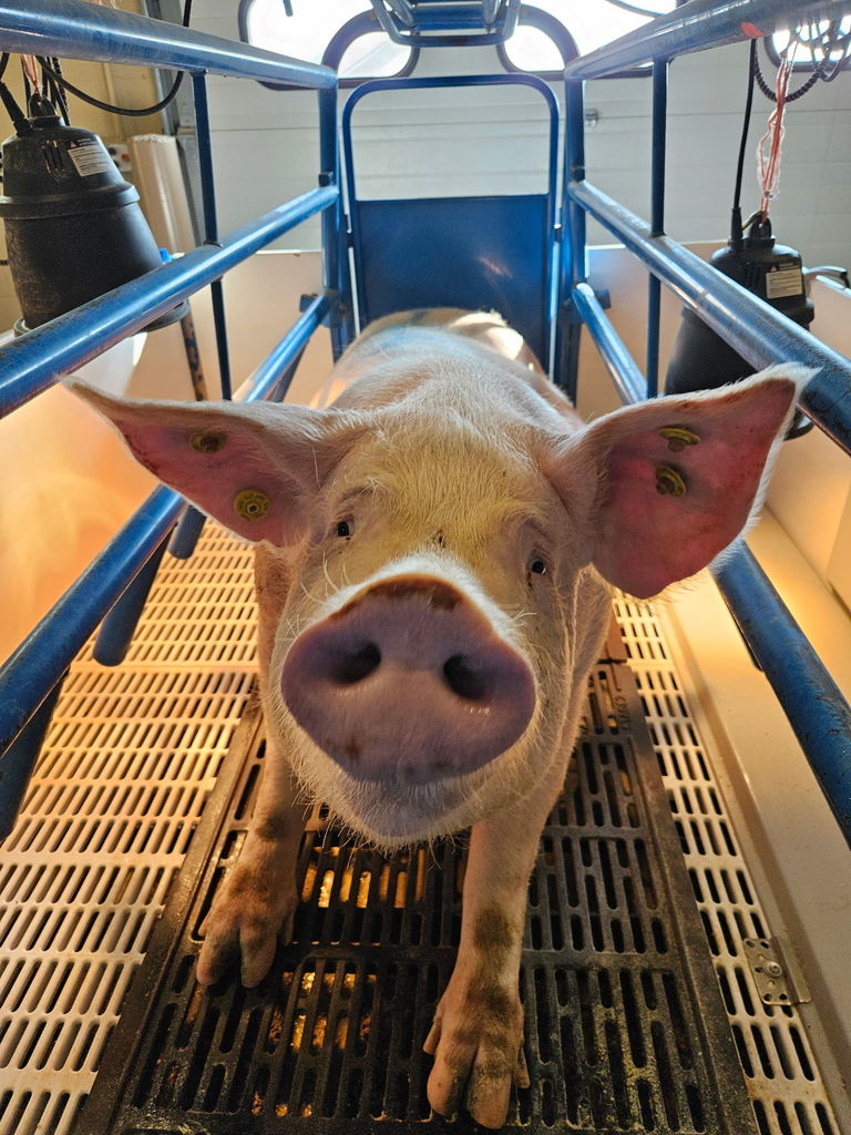 Sage- Momma Sow posing for a picture