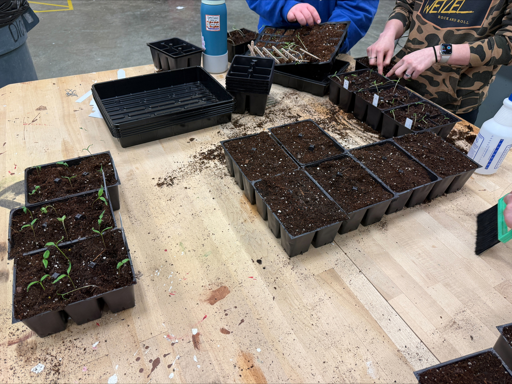 Plants starting to grow