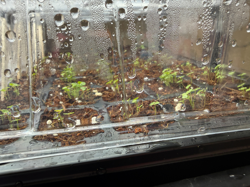 Plants starting to grow
