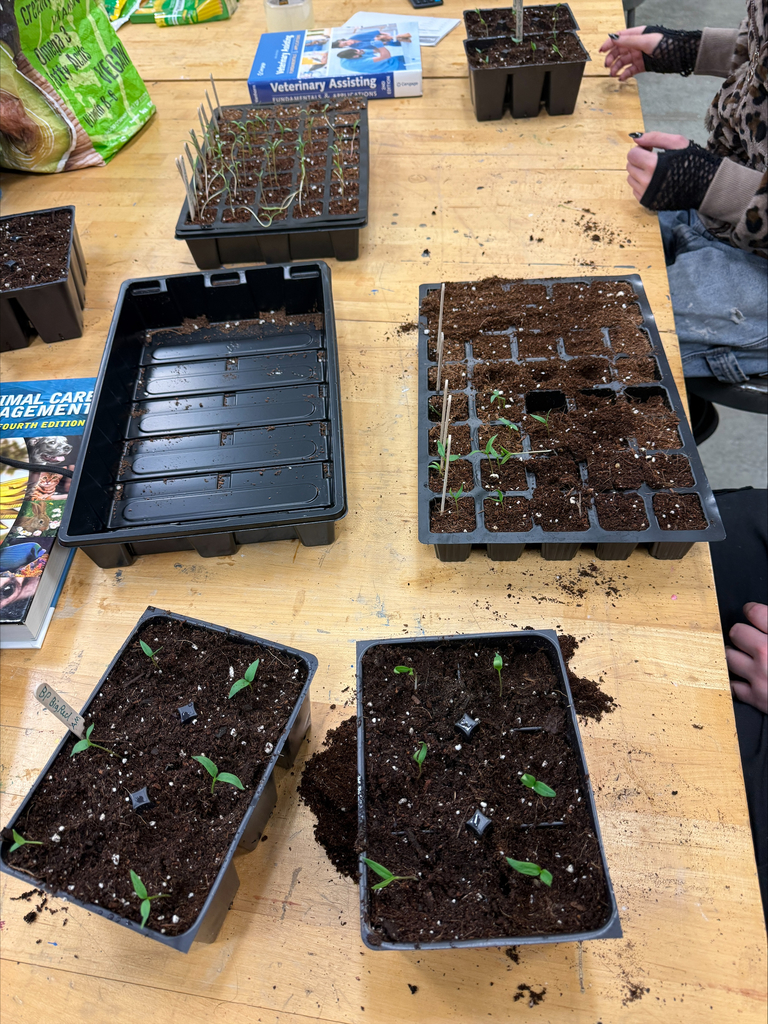 Plants starting to grow