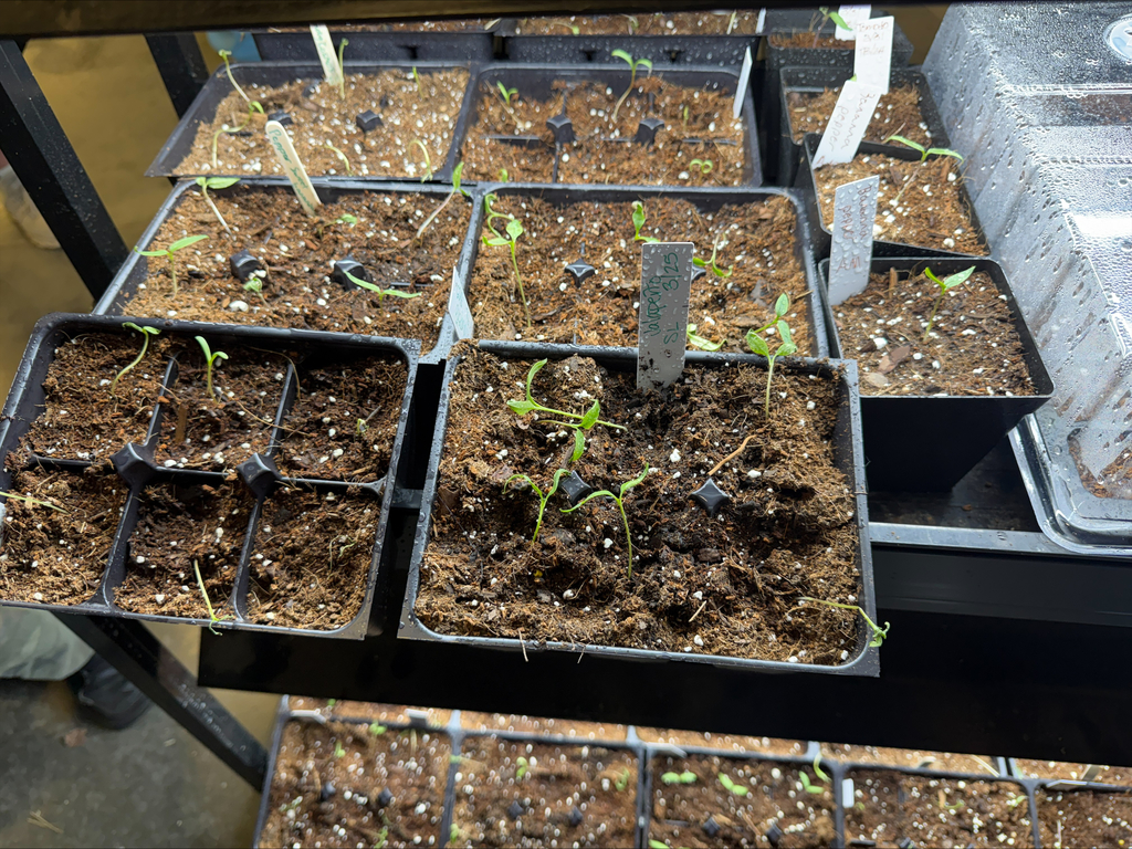 Plants starting to grow