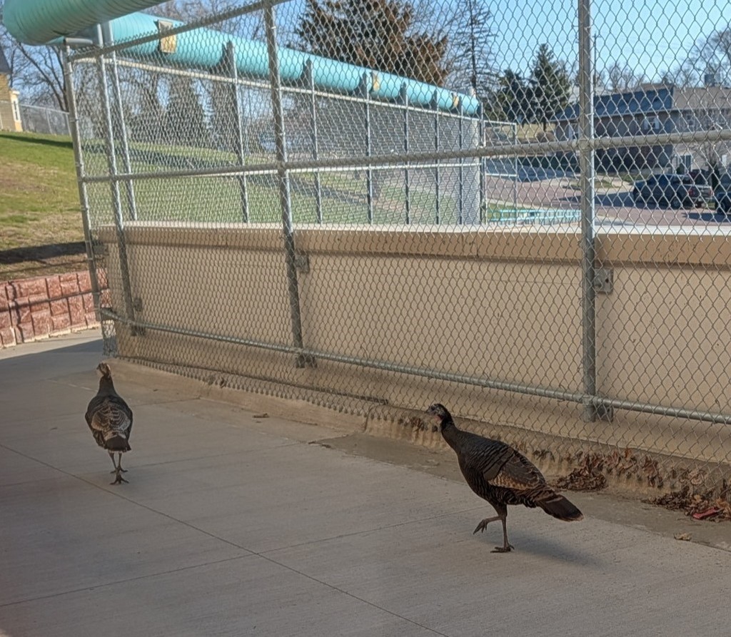 These two turkeys wanted to attend school! 