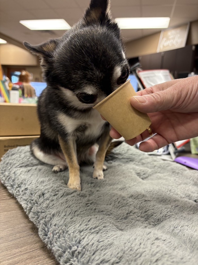 Harley enjoying the rest of his pup cup from Rainy Day Coffee Company