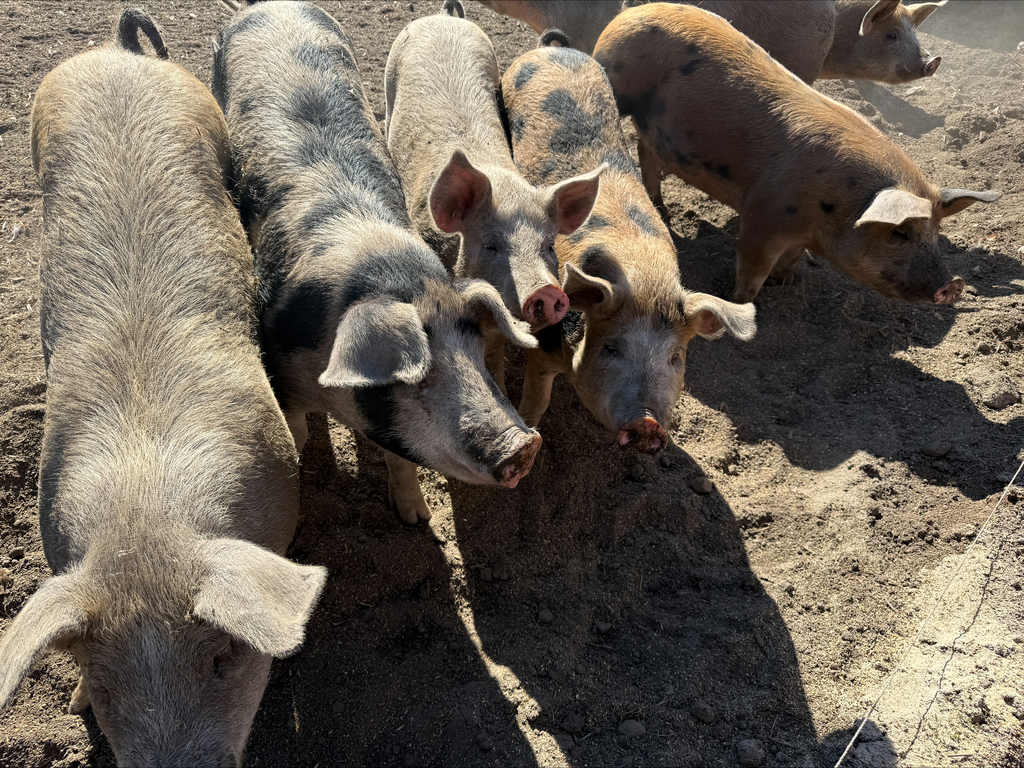 picture of the pigs