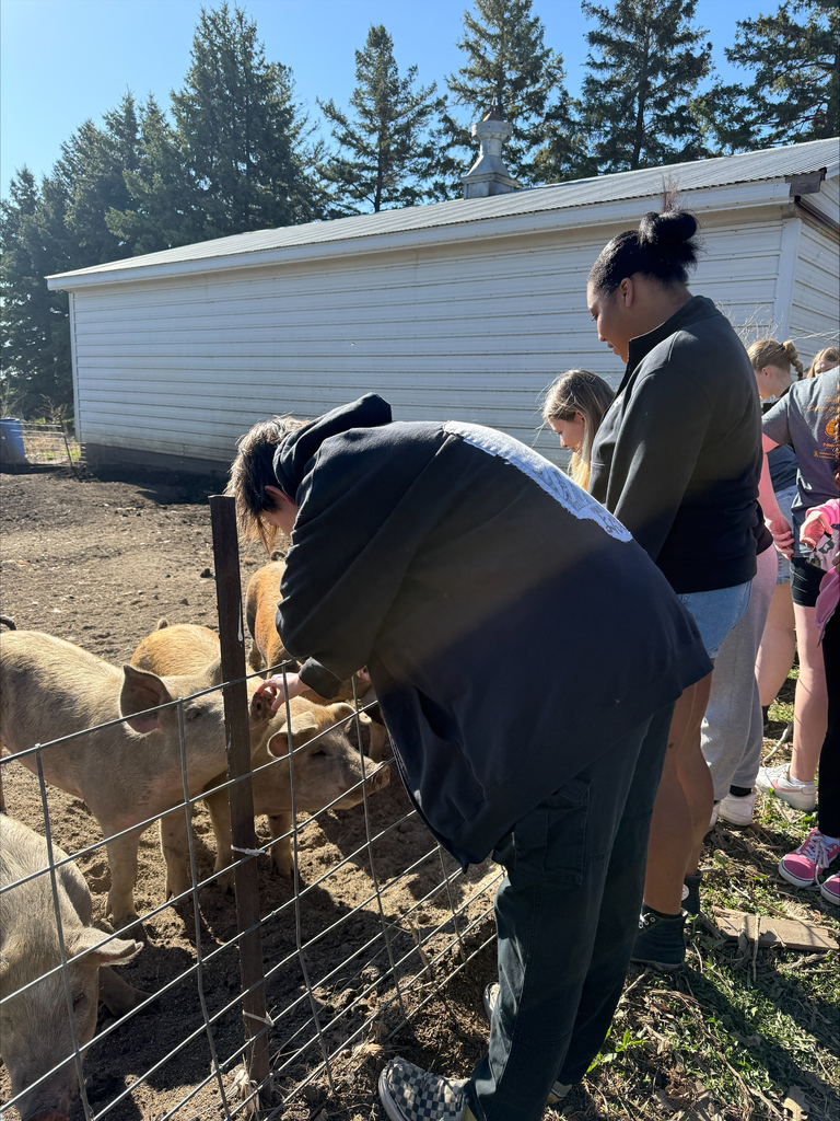 students feeding the pigs