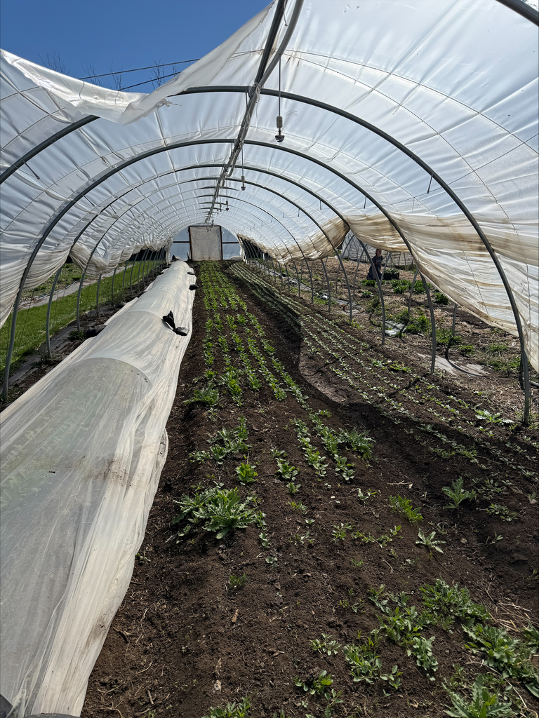 Greenhouse with plants