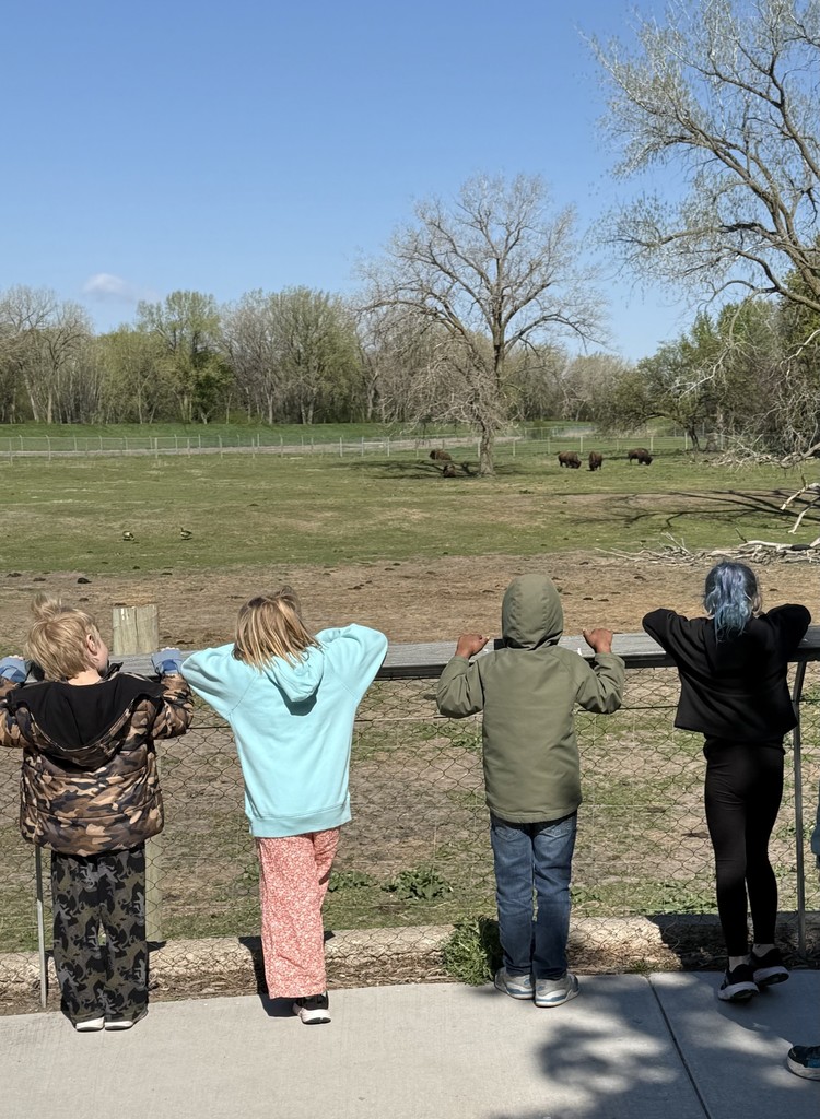 K01 students looking at the bison