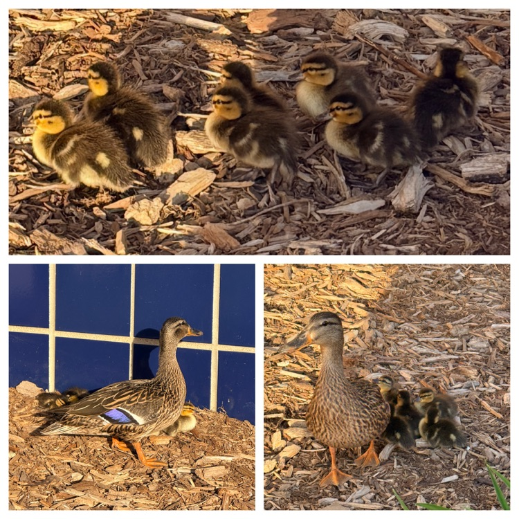 a collage style photo of a duck with babies 