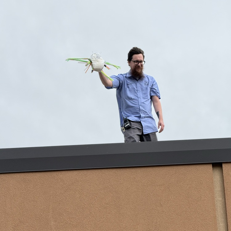 egg drop