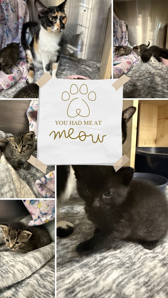 CTE Small Animals Course - Meet Mamma Mango and her 5 kittens