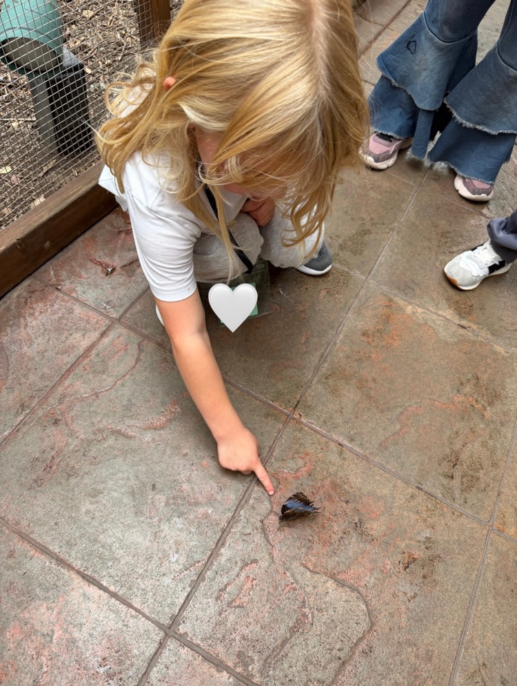 student pointing at a butterfly 