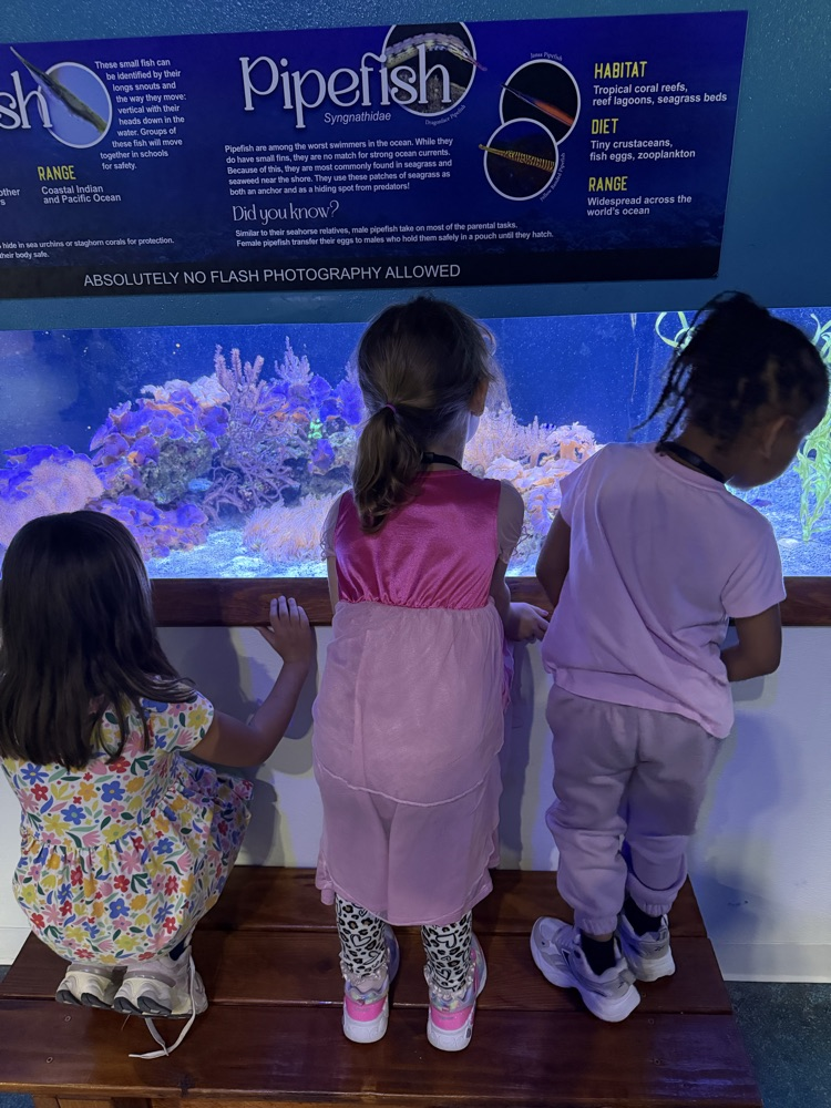 students looking at fish 
