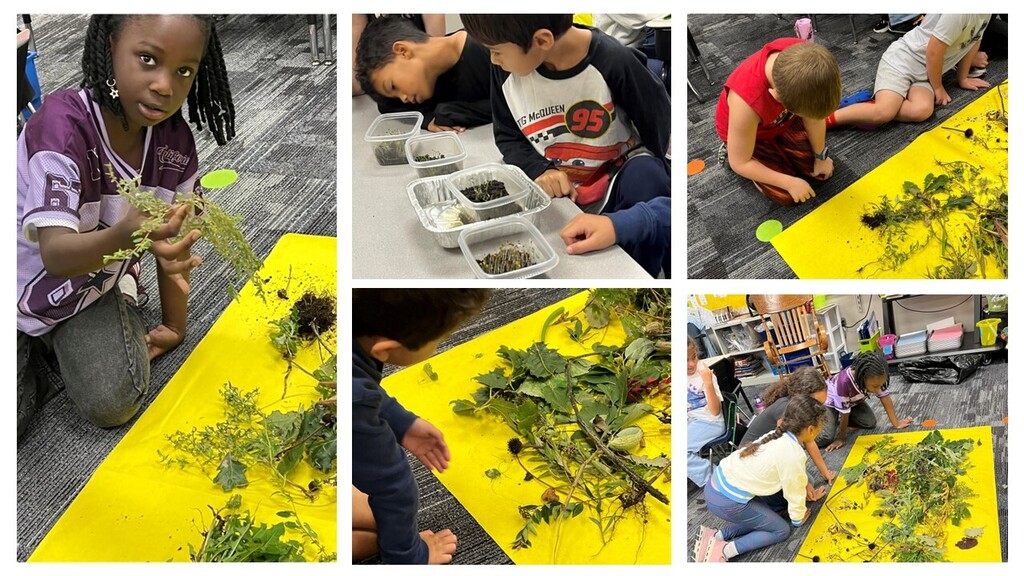 Students looking at plant roots, stems, and leaves. 