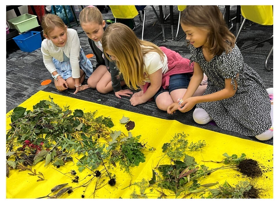 Students looking at plant roots, stems, and leaves. 