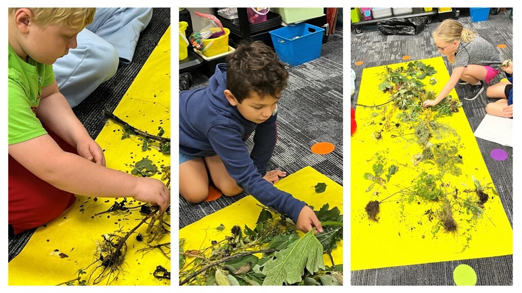 Students looking at plant roots, stems, and leaves. 
