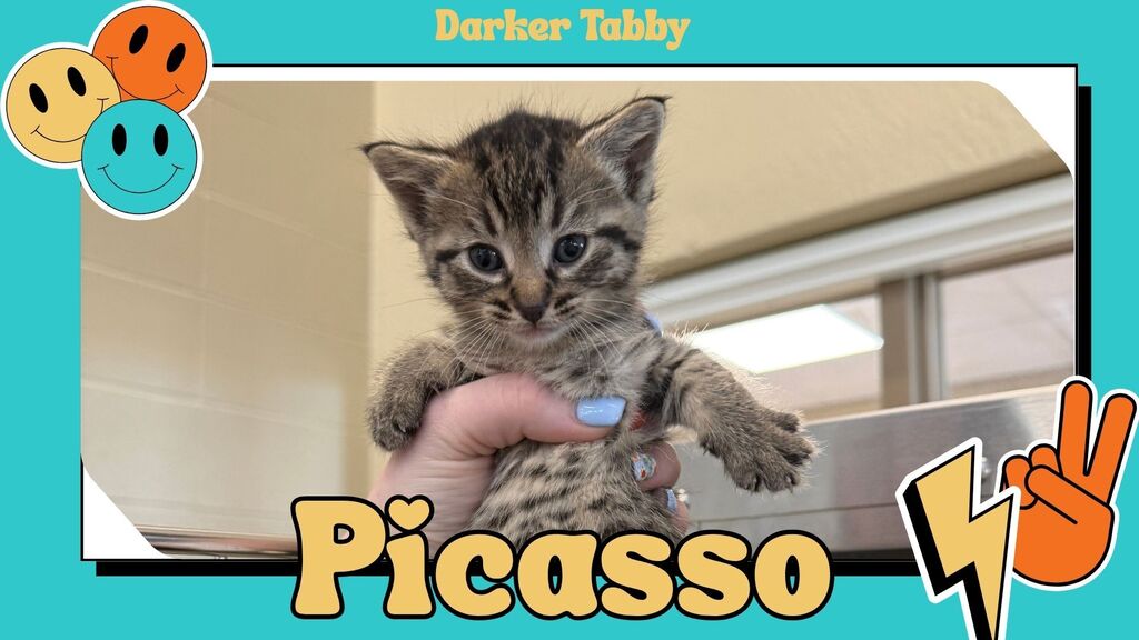 Kitten's Names at CTE