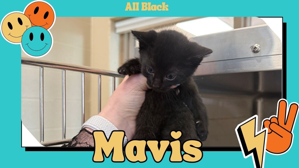 Mavis