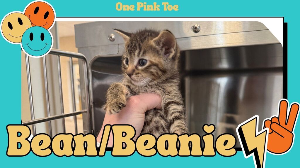 Bean